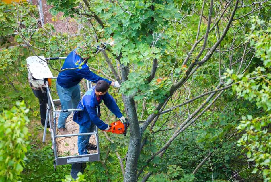 Is Hiring a Tree Service Company Worth It?